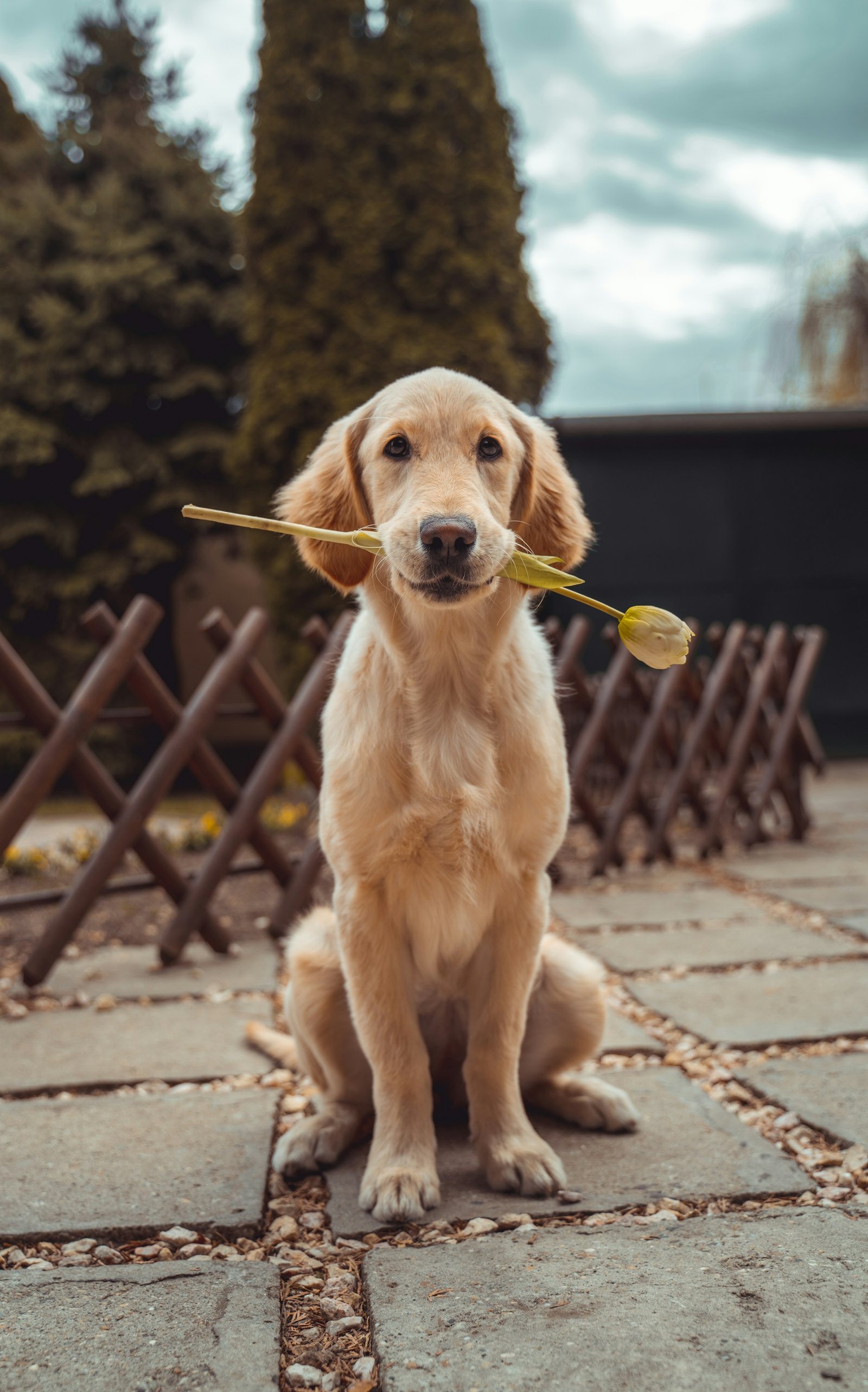 Un golden retriever assis, une fleur dans la gueule